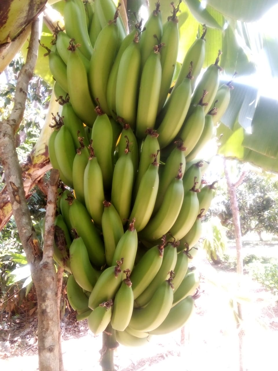 Bananas